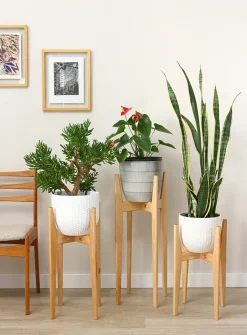 Maple plant stand