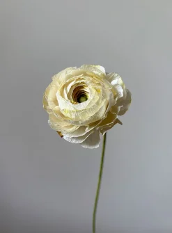 Paper buttercup stem